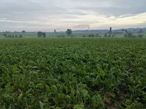m Falle von Zuckerrüben wäre ein Importverbot verheerend, da in der Schweiz keine Zucht oder Vermehrung existiert. (Bild lid / mg)