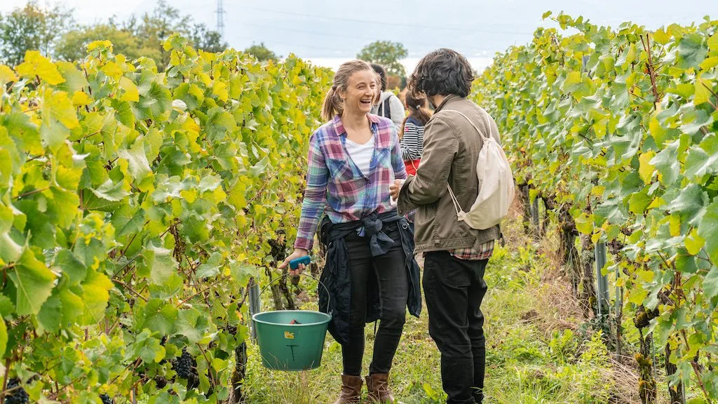 event_SWP «Am Puls der Ernte» lockte 950 Interessierte in Schweizer Weinberge
