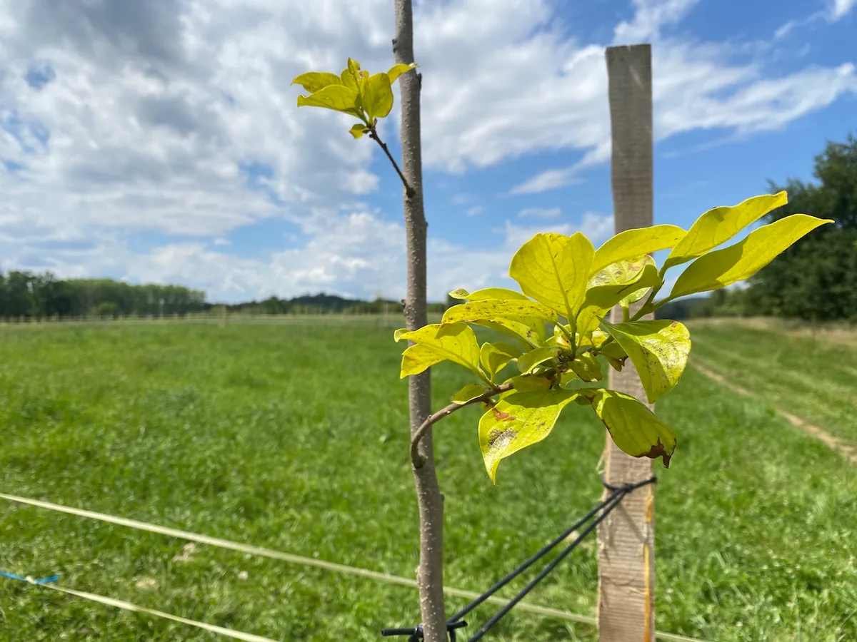 junger_baum Bis Ende April gibt es 100 Franken für Kleinstrukturen und Bäume auf BFF