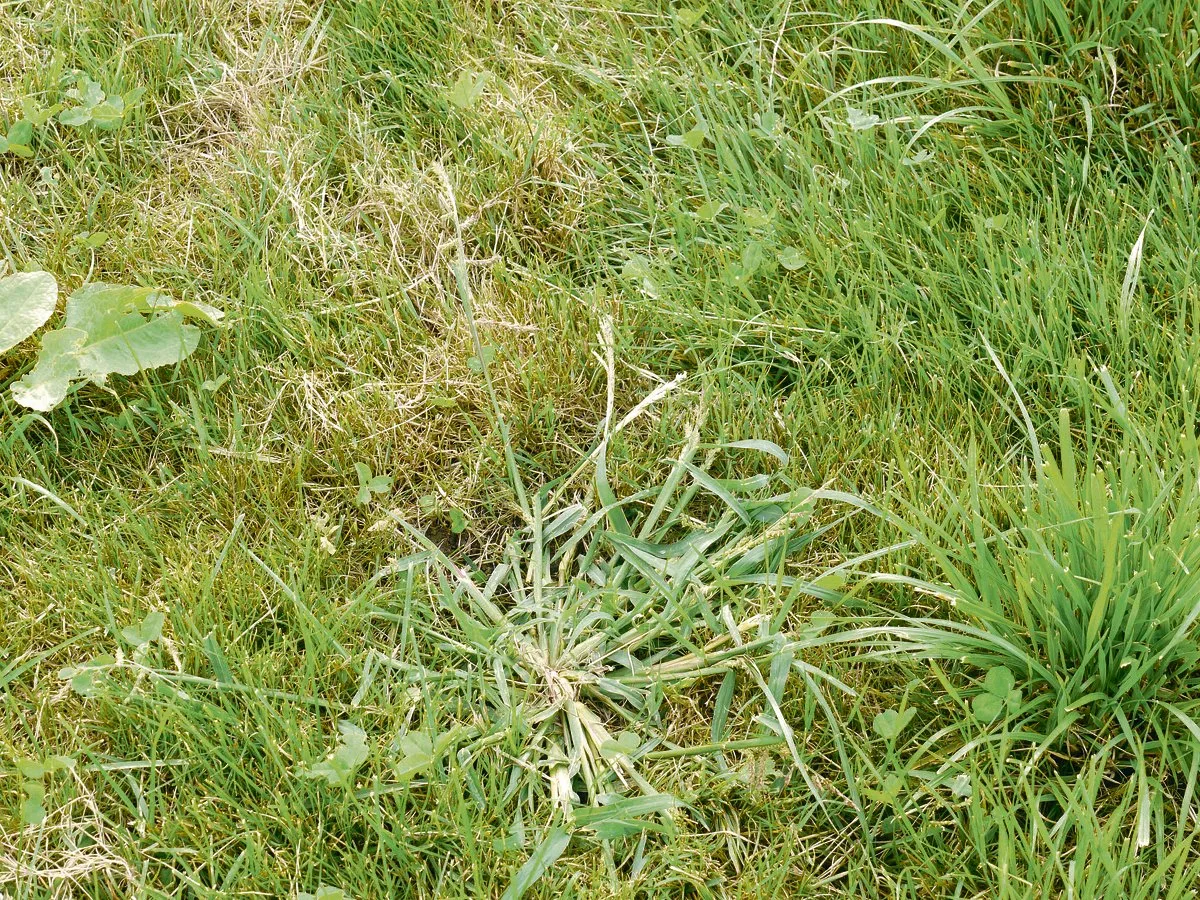 0fa138c99b9effe1c5fbb173ef6fcf14ec3f812f Hirsen bilden in kurzer Zeit viele Samen, die nächstes Jahr in lückigen Beständen neu keimen. (Bild Willi Gut)