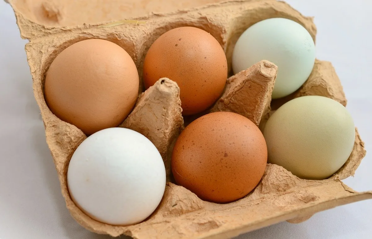 94f667912b93b902483b469f57c5e8749d0bfd72 Während sich die Lage im Schweizer Eiermarkt immer mehr entspannt, herrscht im Ausland wegen der Vogelgrippe Unsicherheit bezüglich der Verfügbarkeit von Freiland- und Bio-Eiern. (Bild Pixabay)