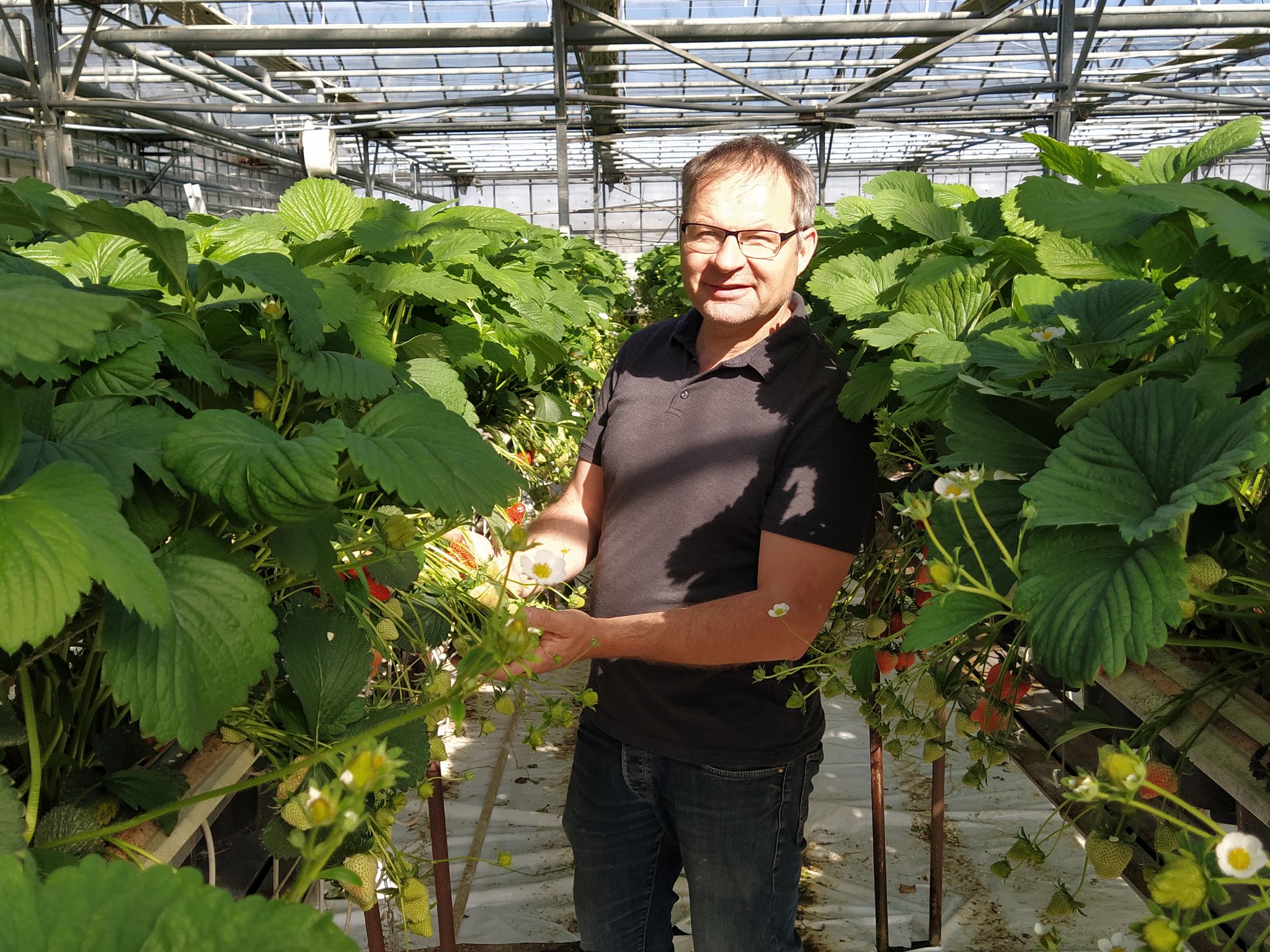 Philip Engel rechnet bei den Erdbeeren mit einer Erntemenge von 1600 Tonnen