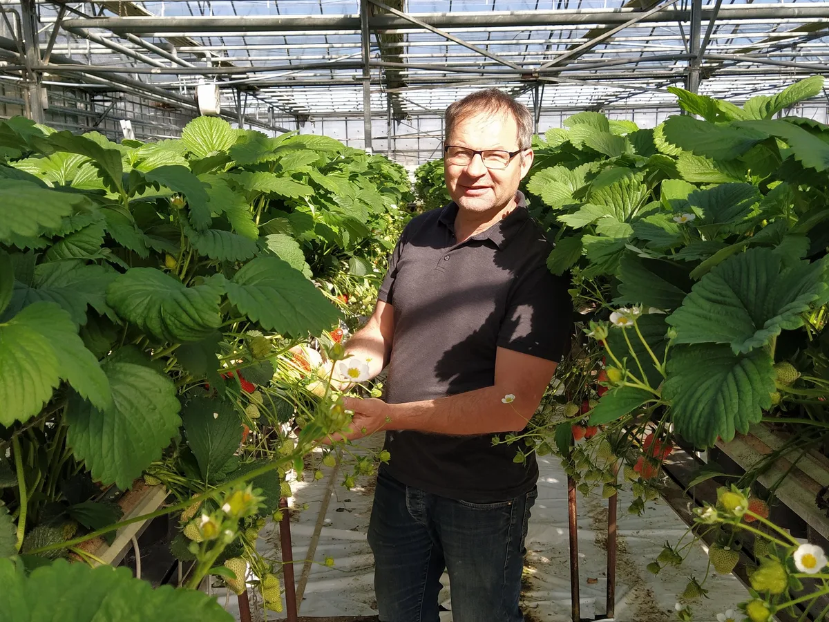 Engel_Philip Philip Engel rechnet bei den Erdbeeren mit einer Erntemenge von 1600 Tonnen