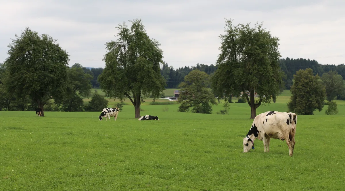 milchkuehe-kuh-weide-05-zugeschnitten_rh Schweizer Tierzuchtstrategie auf gutem Weg