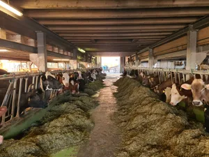 Einige Punkte zur Fütterungskontrolle können an der Krippe geprüft werden: z. B. das Fressverhalten der Tiere oder der Strukturgehalt der vorgelegten Ration.