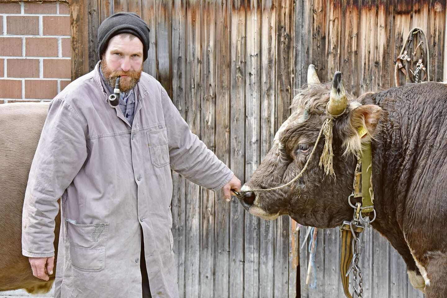 Josef Mösler mit seiner Pfeife hält den 900 kg schweren Blüem-Stier Komet am Halfter. Der weitherum beliebte Zuchtstier habe mittlerweile schon 81 Nachkommen gezeugt, sagt Mösler.