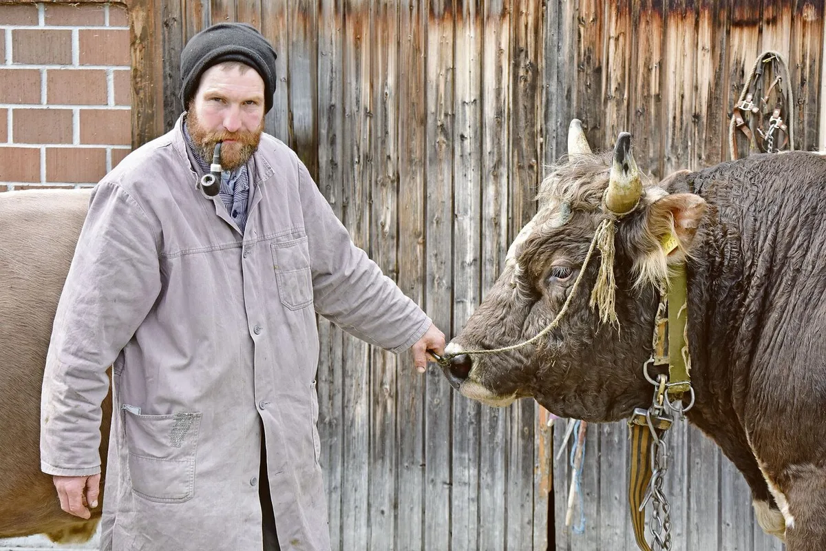 Josef Mösler mit seiner Pfeife hält den 900 kg schweren Blüem-Stier Komet am Halfter. Der weitherum beliebte Zuchtstier habe mittlerweile schon 81 Nachkommen gezeugt, sagt Mösler.