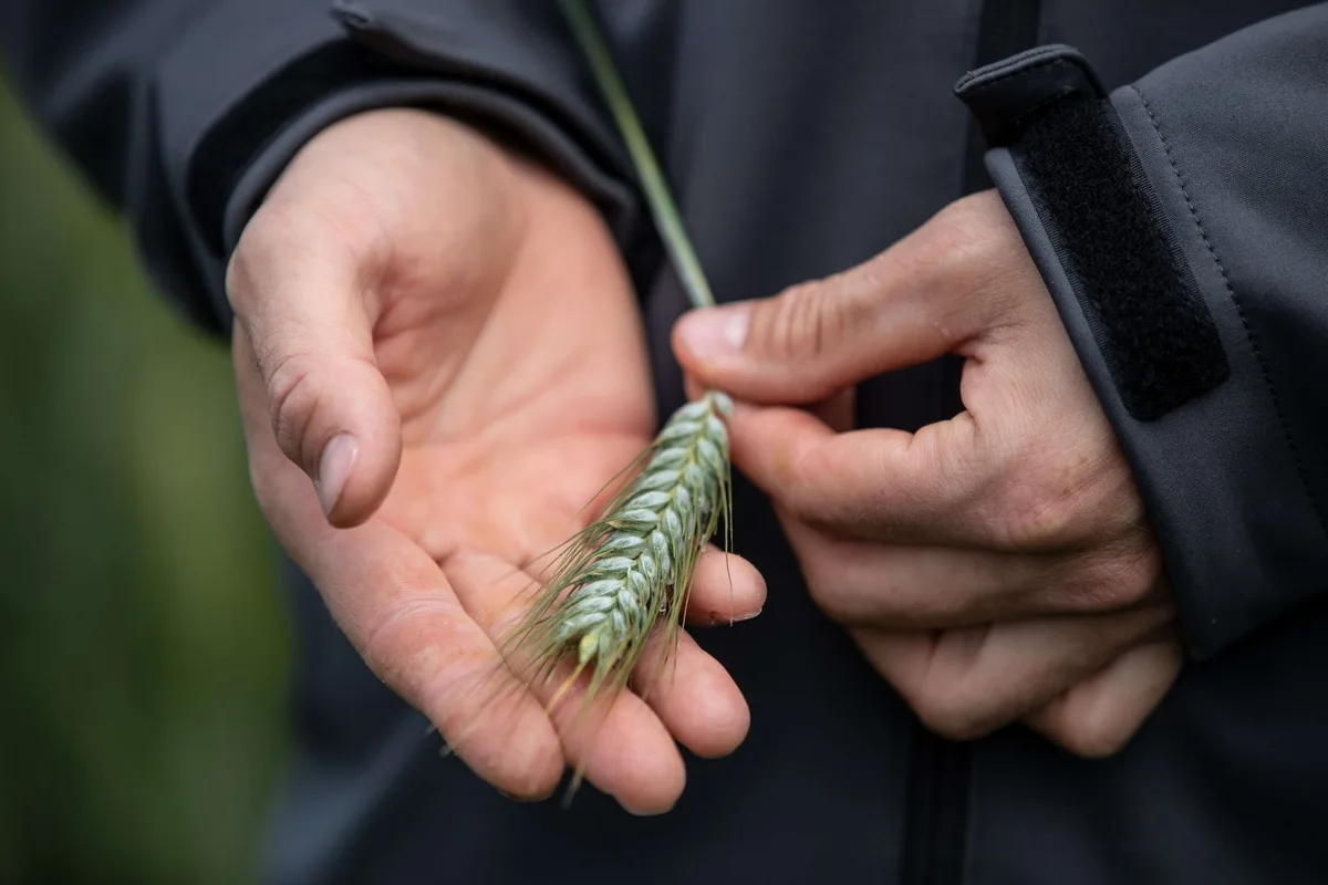 0bb4fcd4b3dc2386f32b66e43f06af50a4fa7c9b Tritordeum – die neue Getreidekreuzung hat weniger Gluten als Weizen. Bild: «die grüne» / Pia Neuenschwander