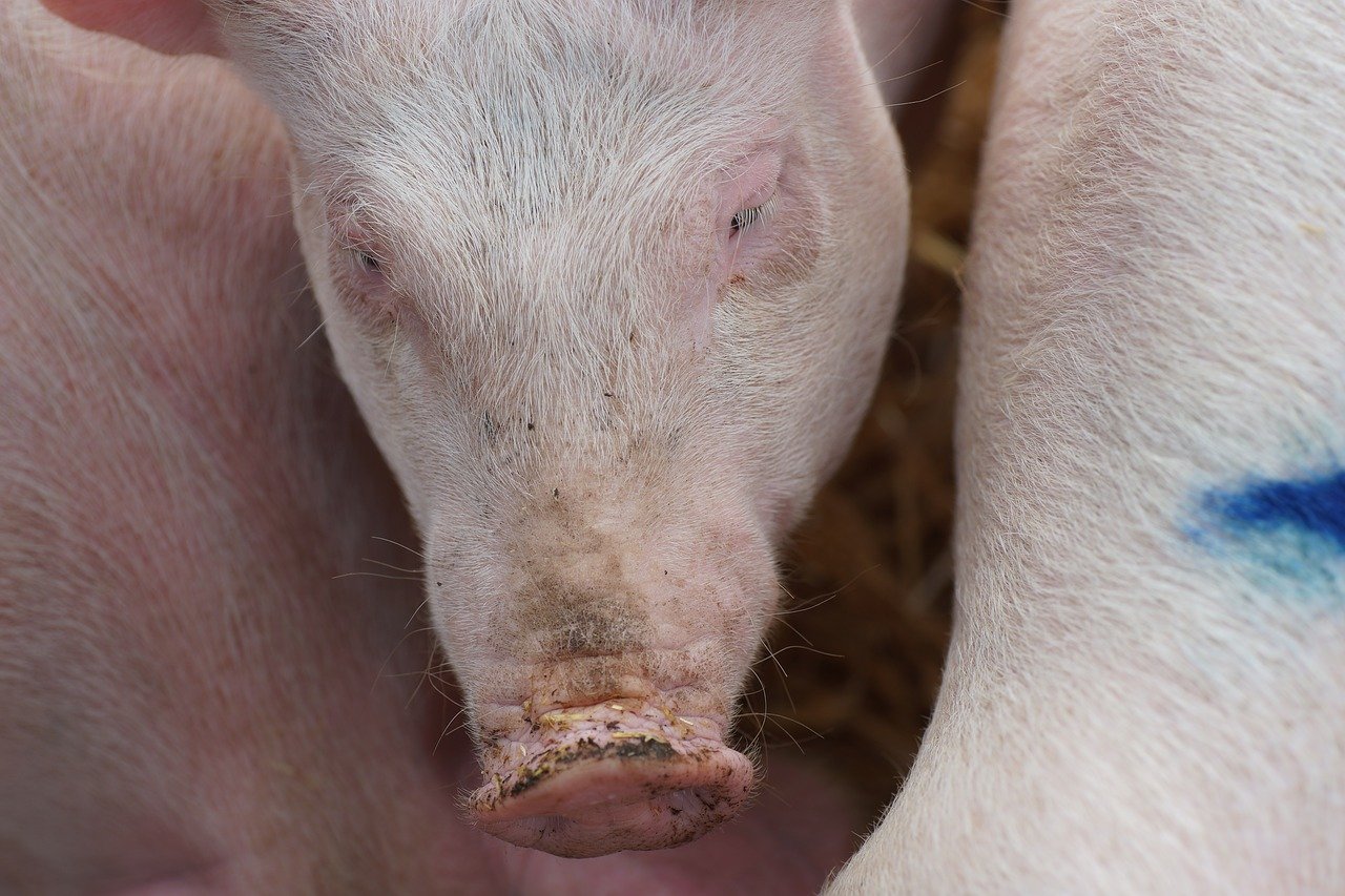 Der geständige Tierschützer hatte zwei Schweine aus Katalonien «retten wollen». (Bild Pixabay)