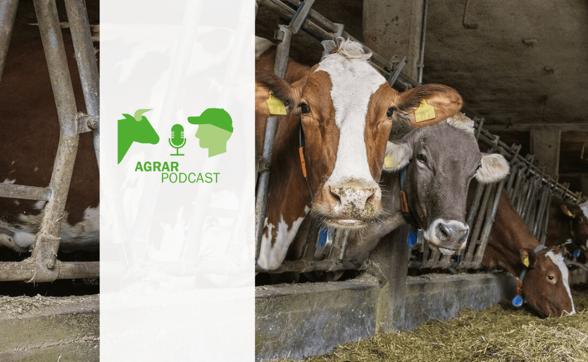 «AgrarPodcast» Episode 19: Fütterung von Milchkühen, Landkinder-Mobbing ...