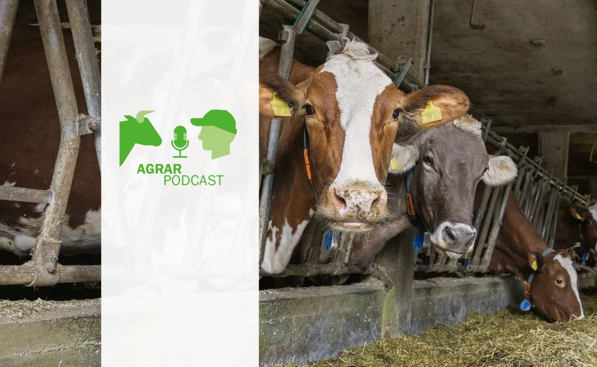 4 «AgrarPodcast» Episode 19: Fütterung von Milchkühen, Landkinder-Mobbing und der Coop-Chef im Interview
