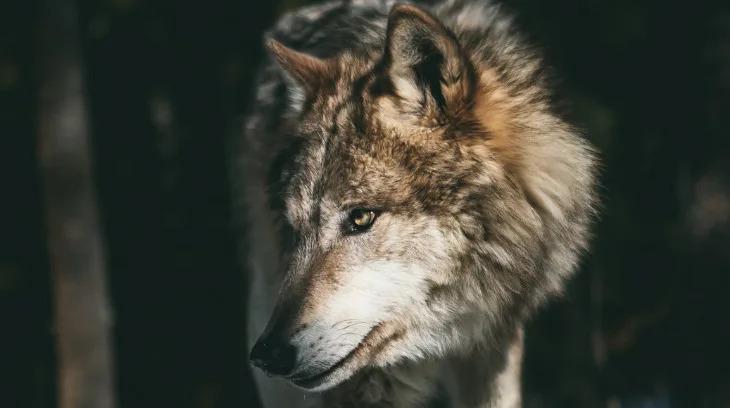 aaf6e4a9d27d302ac2990b4d65ee633c5eb851a0 Die Meldungen über Wolfsrisse häufen sich - der Berner Bauernverband fordert zur Handlung auf. (Bild Unsplash)