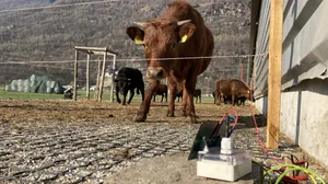 LoRa-Fence im Einsatz: Alvaro Forni kann damit von der HAFL aus die Spannung auf dem Zaun überprüfen.