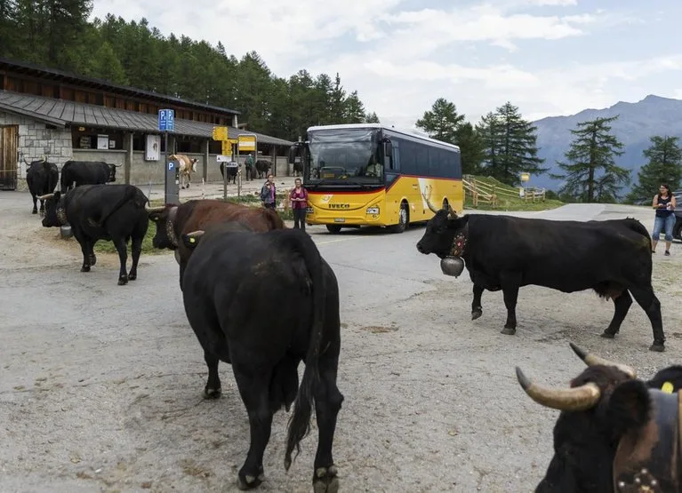 80f6a13459638f9afdb03af6eb9f247a2b8e17d5 Mit dem Postauto lässt es sich gut zum Hof reisen. (Agrotourismus Schweiz)