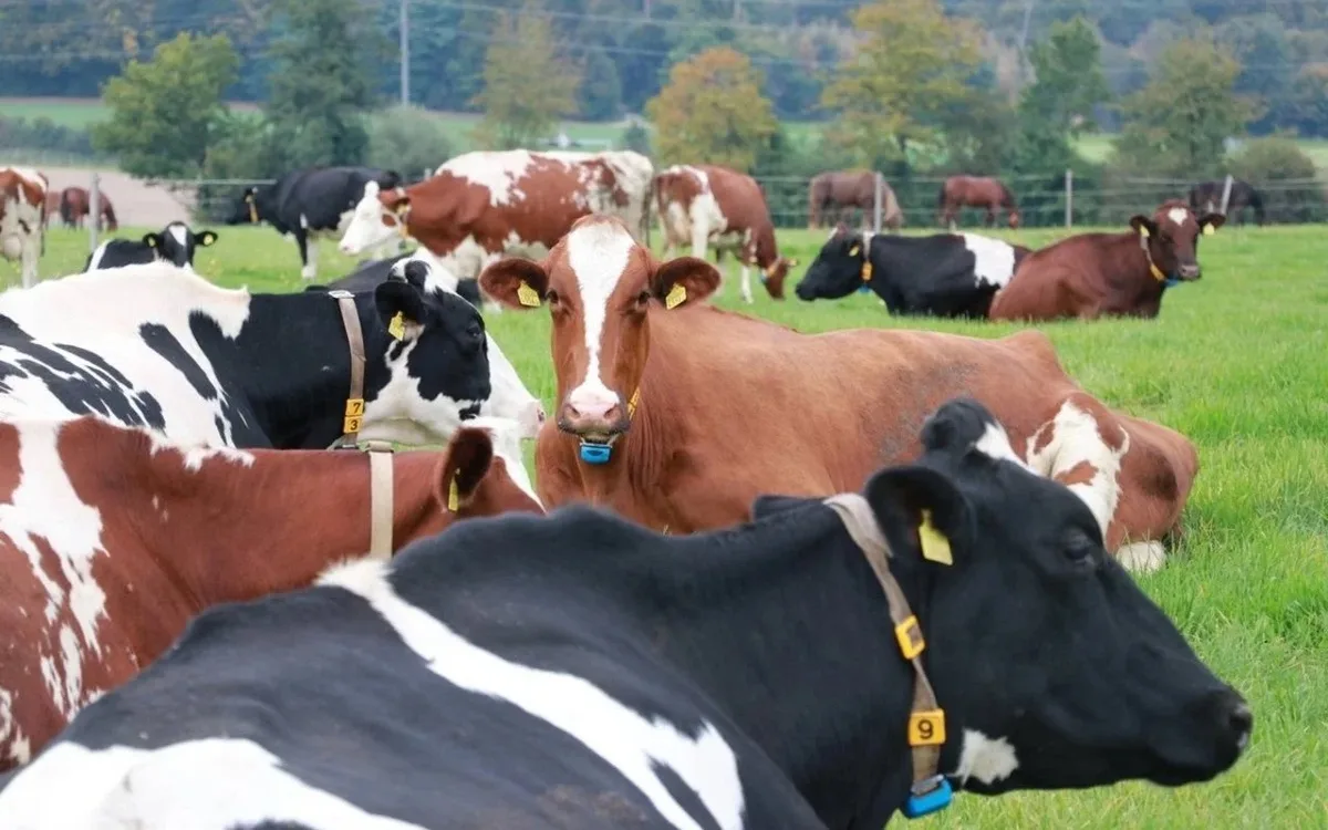 Swissgenetics: Zwei Neuzugänge in der GL und ein gutes Ergebnis