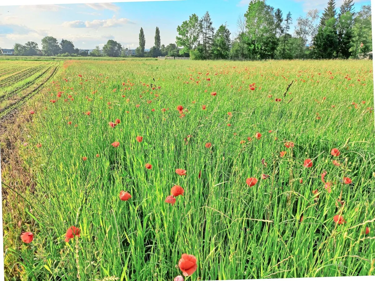 5c9d05cecbe8759d92e2687a79a068971b305ae7980fecf55b60ae3aa2388a67 Klatschmohn enthält giftige Wirkstoffe, einige davon sind immer noch unbekannt. Auch im Dürrfutter ist der Mohn toxisch, allerdings nur nach Aufnahme grosser Mengen.