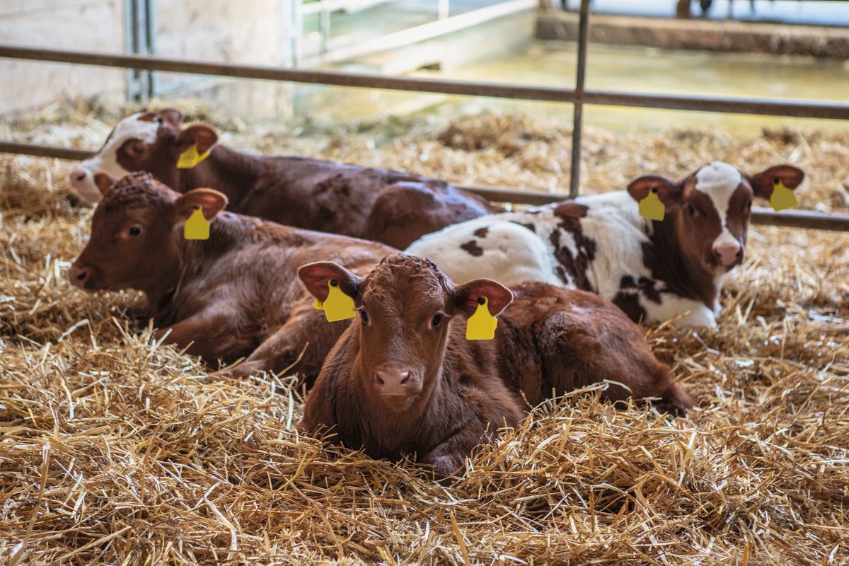 Gesunde, aufmerksame Kälber haben ein glänzendes Fell. Auch beim Liegen stellen sie die Ohren auf. Wenn Landwirte ihre Tiere aufmerksam beobachten, erkennen sie erste Krankheitssignale an verschiedenen Körpersignalen. Bild: Pia Neuenschwander