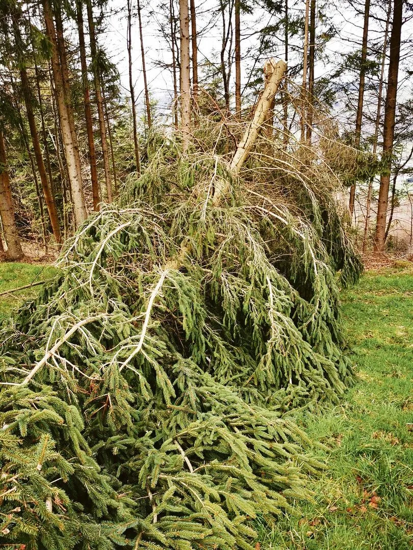 9904d5ad4905306a16d37e51cb50d8b219ef891fecf0a65bba755e8ed2676125 Der Holzmarkt ist mit Schad- und Käferholz ausgelastet. Frischholz sollte nur auf Bestellung geschlagen werden.