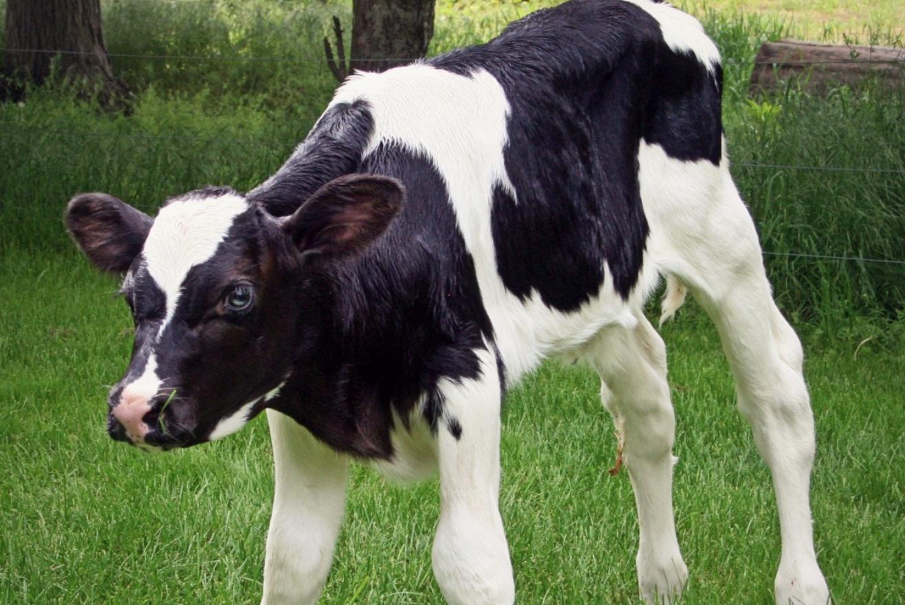 Ist jedes Jahr ein Kalb pro Kuh überhaupt sinnvoll? (Bild pxhere)