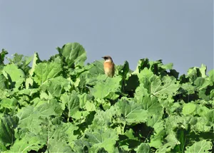 Schwarzkehlchen, Braunkehlchen, Wiesenpieper und Rohrammern fressen Erdflöhe und Rübsenblattwespen-Larven in Rapsfeldern.
