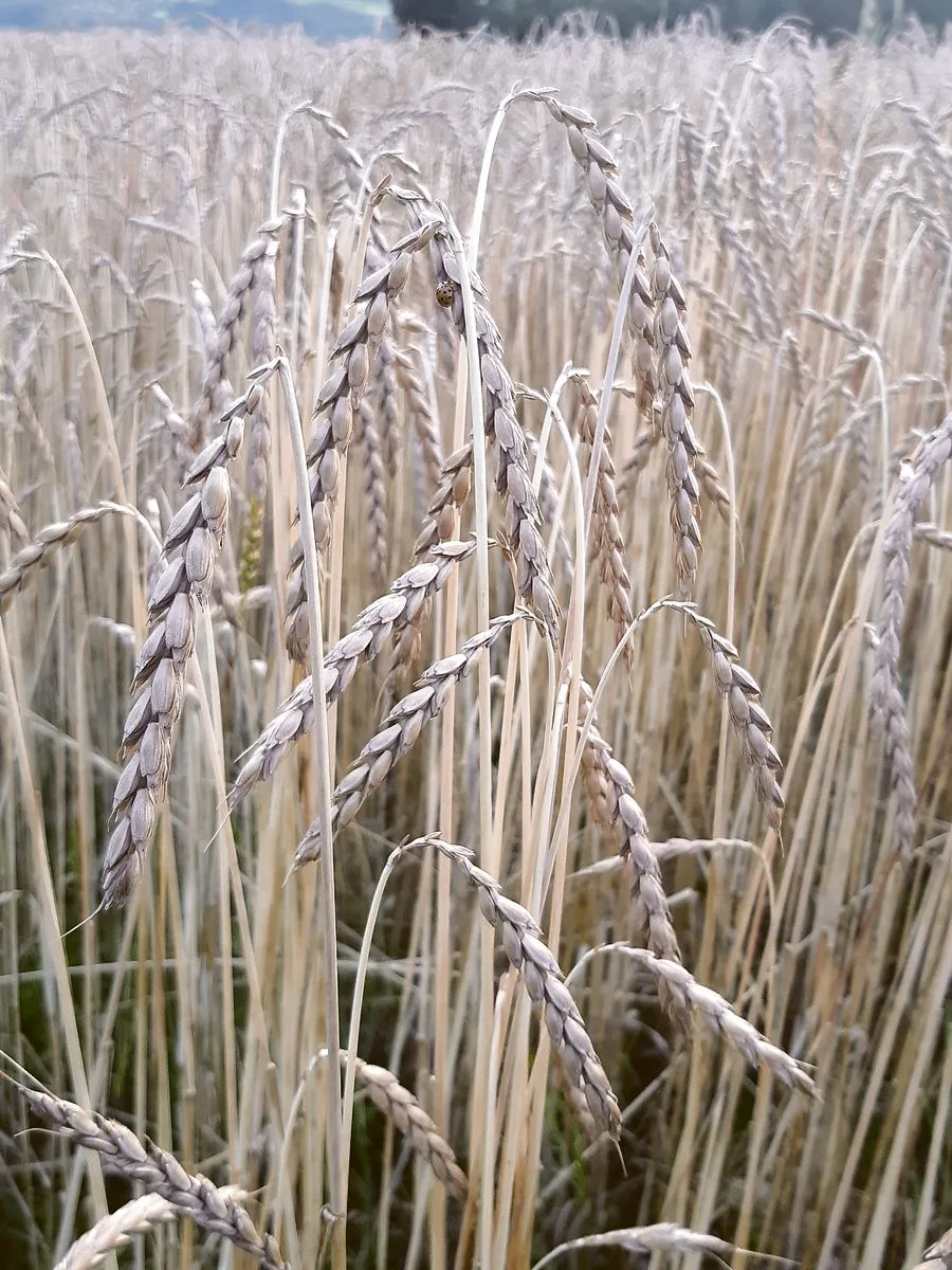cca91b922356dc3c187dee0ca3d67a36a5600bd8 Dieser Urdinkel steht kurz vor der Ernte. (Bild sb)