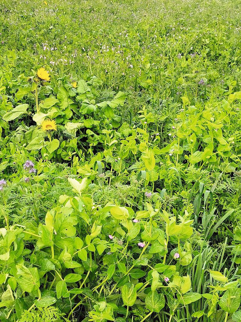 Zwischenfrüchte in Mischungen besiedeln auch mehr Wurzelraum und bilden mehr Wurzelbiomasse.