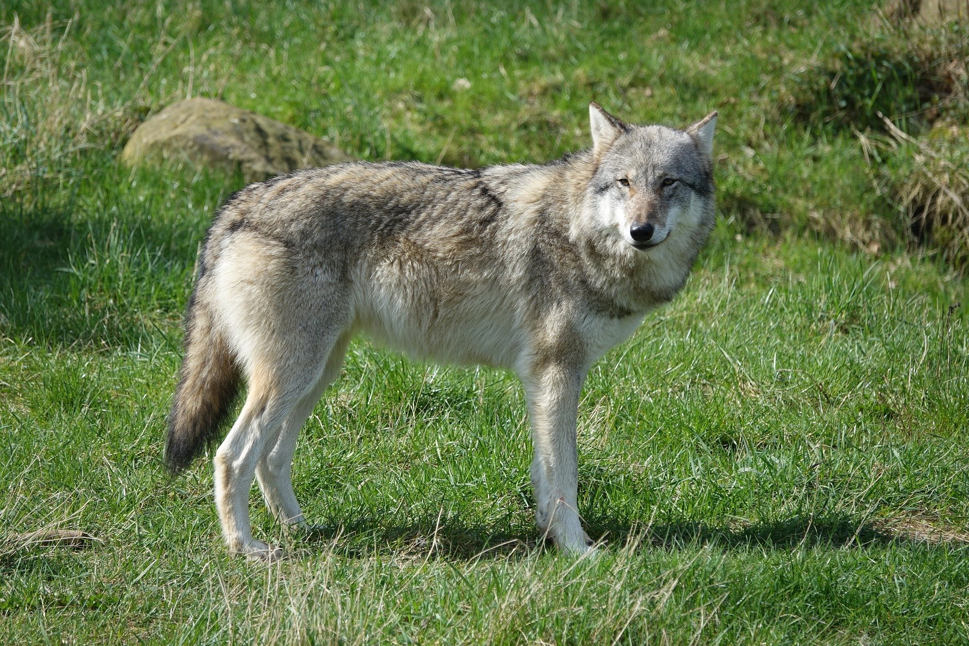 Ungeschütztes Schaf in Urnäsch gerissen