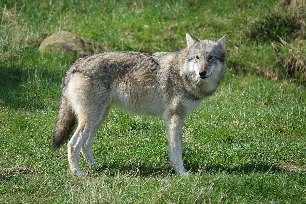 wolf-auf-gras Ungeschütztes Schaf in Urnäsch gerissen