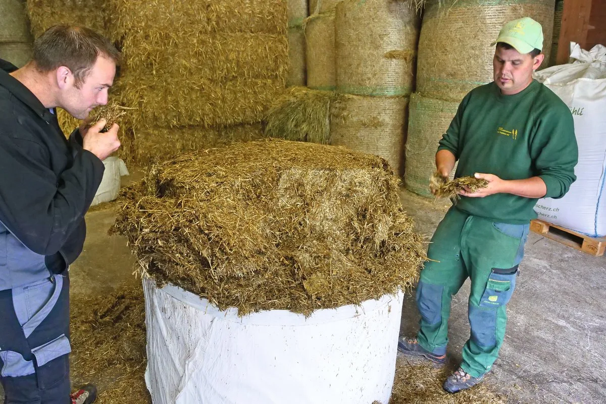 c4162ab439d7c7e403510dd748b08dd16ddc68c8 Roland Furter, links und Fabian Ulmann prüfen die Qualität eines mit dem Feldhäcksler und stationären Ballenpresseproduzierten Grassilage-Ballen.