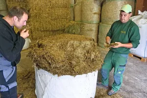 Roland Furter, links und Fabian Ulmann prüfen die Qualität eines mit dem Feldhäcksler und stationären Ballenpresseproduzierten Grassilage-Ballen.