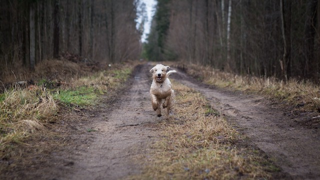 In Wäldern sollen sich Hundehalter an die Leinenpflicht halten, findet Corina Marti. So liessen sich Unfälle zwischen Hunden und Rehkitzen verhindern. (Symbolbild Pixabay)