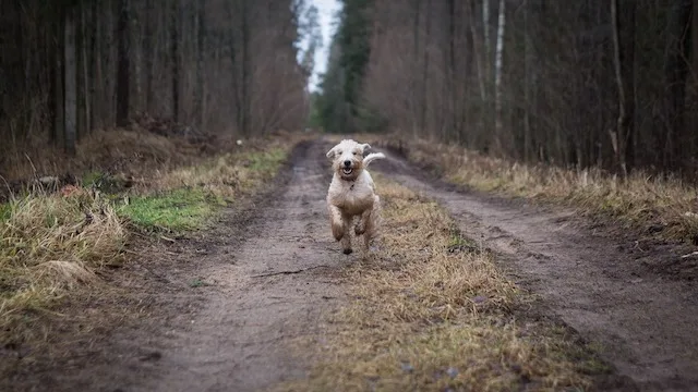 5ab23915284733d8fa2ae5df6fa026885592f455 In Wäldern sollen sich Hundehalter an die Leinenpflicht halten, findet Corina Marti. So liessen sich Unfälle zwischen Hunden und Rehkitzen verhindern. (Symbolbild Pixabay)