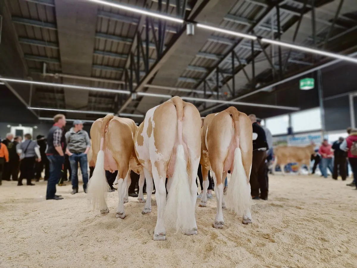 Die Eutergesundheit ist für die Milchproduktion ein zentrales Thema. Immer tiefere Zellzahlen zu fordern, sei aber nicht der richtige Ansatz, sagt Tierarzt Andreas Raemy.