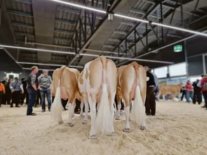 Die Eutergesundheit ist für die Milchproduktion ein zentrales Thema. Immer tiefere Zellzahlen zu fordern, sei aber nicht der richtige Ansatz, sagt Tierarzt Andreas Raemy.