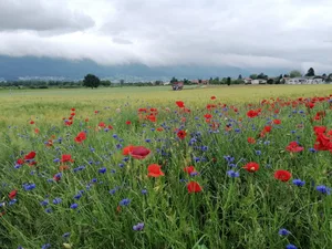 Die Volksinitiative «Für die Zukunft unserer Natur und Landschaft», auch Biodiversitätsinitiative, fordert mehr Geld der öffentlichen Hand. Die Vernehmlassungsfrist für den Gegenvorschlag lief am Freitag ab. (Bild bab)