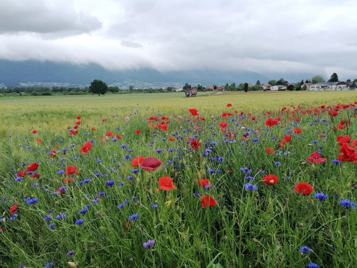6087fd2b211f29641ee76e843bfe2afaa6679d09 Die Volksinitiative «Für die Zukunft unserer Natur und Landschaft», auch Biodiversitätsinitiative, fordert mehr Geld der öffentlichen Hand. Die Vernehmlassungsfrist für den Gegenvorschlag lief am Freitag ab. (Bild bab)