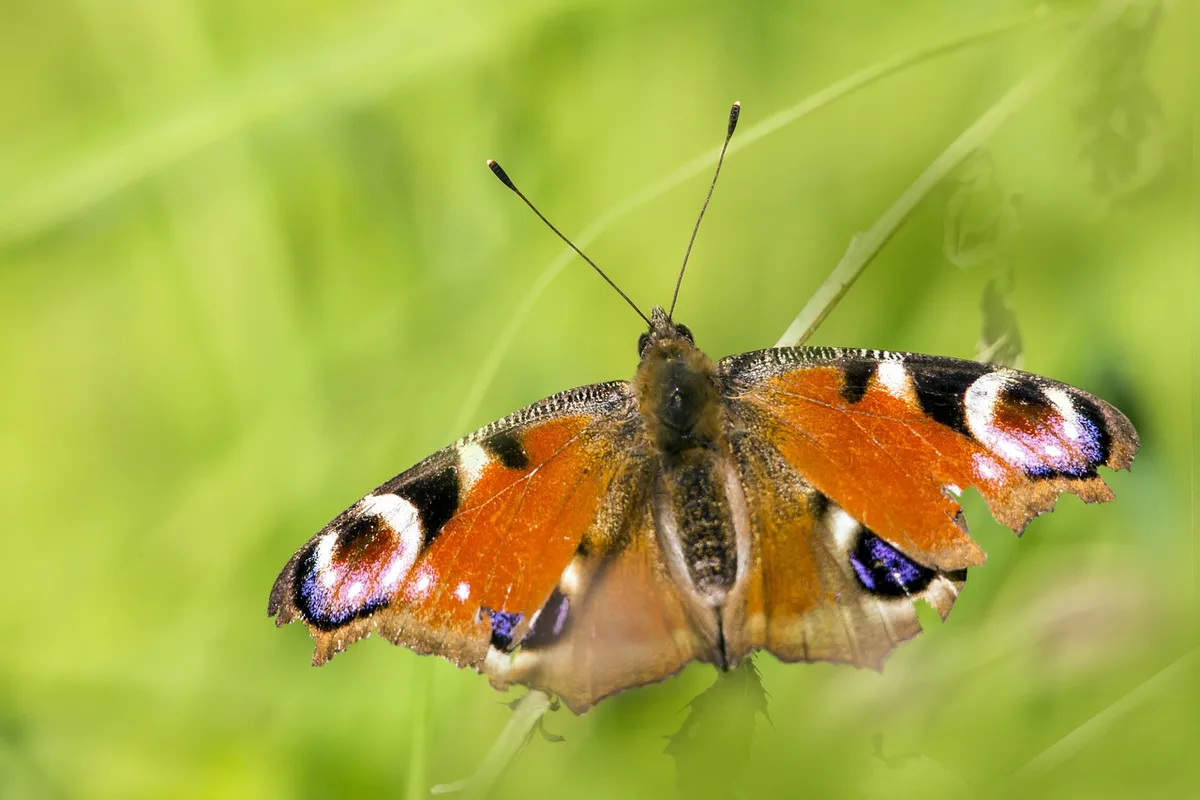 3f2175185ced04b767d14d976023b7867582556f Das Tagpfauenauge (Inachis io) ist eine der europäischen Schmetterlingsarten, die vom Pollen von Bt-Mais geschädigt werden kann. Seine Larve ernährt sich von Brennnesseln. (Bild Erik_Karits/Pixabay)