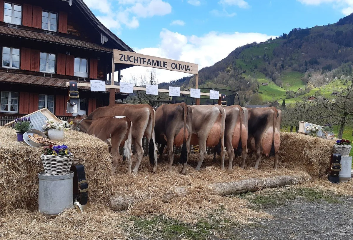 kenel2 Die überzeugendste Zuchtfamilie aus den Reihen von Swiss Jersey