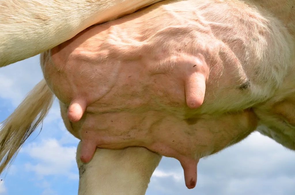 5620638dda5245e35274894ff8f73af3dccab263 Ein gesundes Euter ist die Voraussetzung, dass Kühe auf die Alp dürfen. «Jede akute Mastitis ist ein Notfall», sagt Tierarzt Bruno Winzap. Bild: BauernZeitung