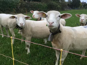 Aufgenommen werden die infektiösen Larven der Magen-Darm-Parasiten über das Weidegras. Werden die Tiere über den Winter eingestallt, steht zwar eine Entlastung in Aussicht, dennoch sollten die Tiere vorgängig auf eine Verwurmung untersucht werden.