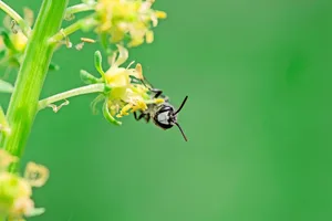 Mit weisser Maske ist die Reseden-Maskenbiene auffällig.