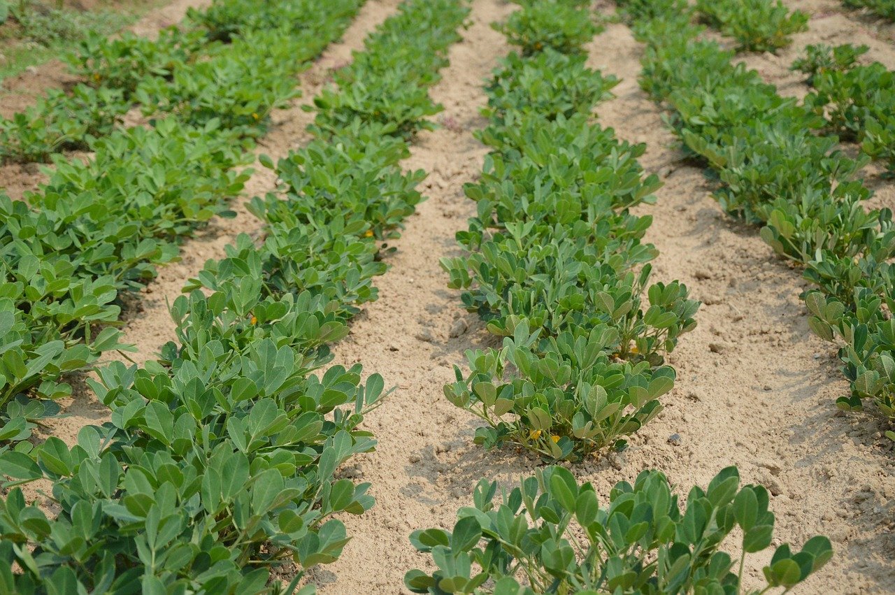 Das Herbizid Paraquat wird für die Unkraut-Bekämpfung in diversen Kulturen eingesetzt, z. B. bei Erdnüssen. (Bild Jing / Pixabay)