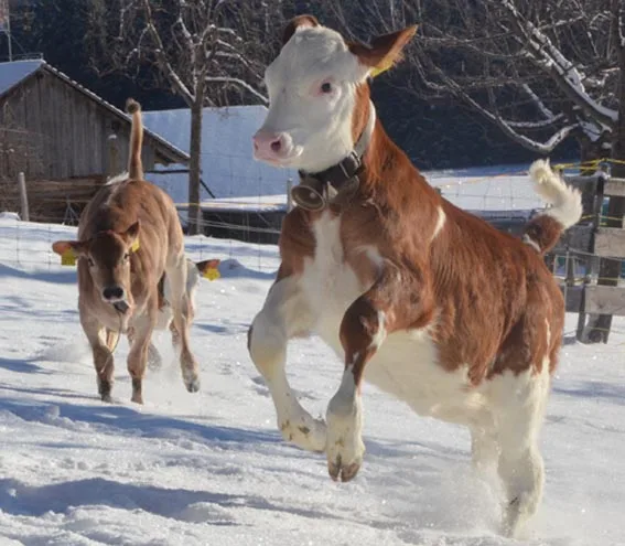 62ab948561f562750e6ff3256936d3e9c6e716c6 Fideles Kalb auf der Weide: Neben dem Tierwohl will Elsa mit dem neuen Programm auch die übrigen Nachhaltigkeitsaspekte berücksichtigen. (Bild Aline Küenzi)