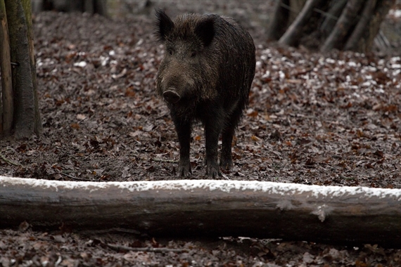 Ein Grenzzaun soll möglicherweise mit Afrikanischer Schweinepest infizierte Wildschweine davon abhalten, nach Polen einzumarschieren. (Symbolbild Pixabay)