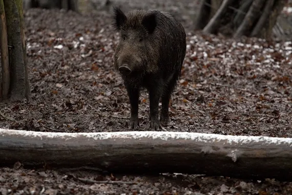 bd60e050ce2223d4adc68e1e3a13d1847cc4a666 Ein Grenzzaun soll möglicherweise mit Afrikanischer Schweinepest infizierte Wildschweine davon abhalten, nach Polen einzumarschieren. (Symbolbild Pixabay)