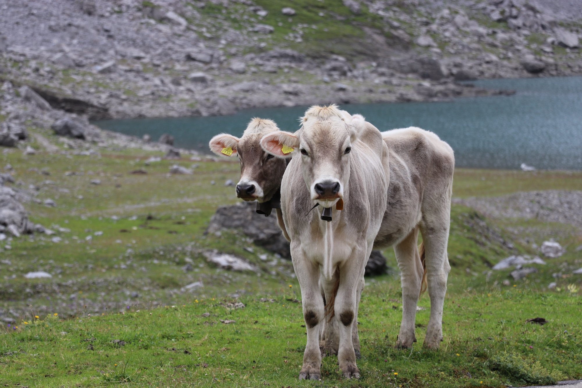 Zwei junge Rinder stehen auf der Bergweide, im Hintergrund ist ein Bergsee zu sehen.