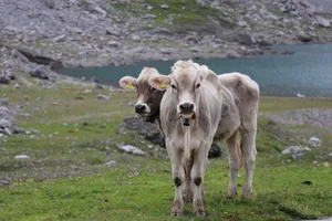 Die Alpung hat einen positiven Einfluss auf das Jungvieh. Gealpte Rinder wachsen zu robusten, gesunden Kühen heran.