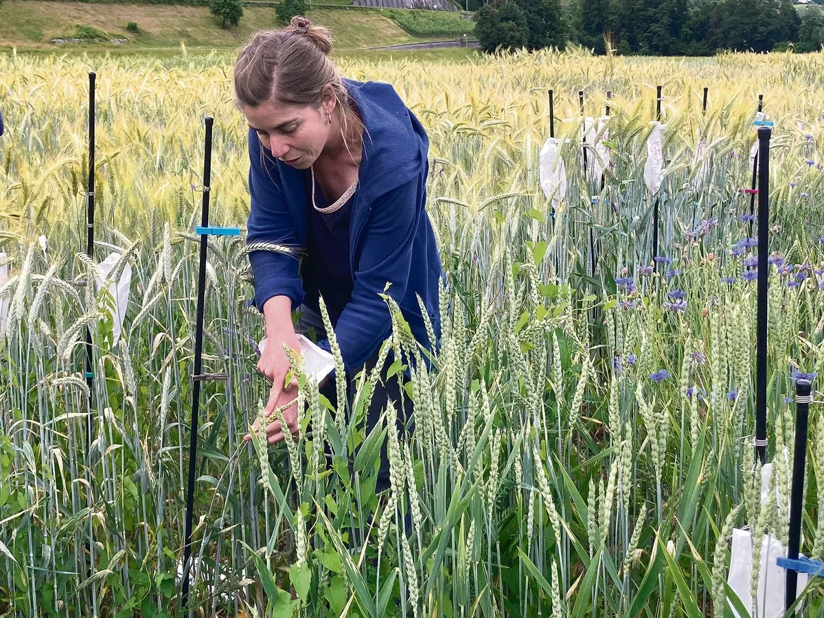 79ae59c5beab8007440f460b7e1bda033d75a638 Die Biologin Verena Weyermann veranschaulicht auf dem Feld, wie eine neue Getreidesorte entsteht. Am Anfang ist das Ziel, möglichst viele Nachkommen mit verschiedenen Eigenschaften zu erhalten, woraus nach Bedarf ausgesucht werden kann (Bilder Alexandra Stückelberger)