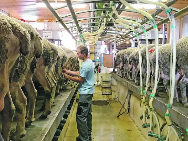 01e4f4b84588fa6b6a52873d873e6acb61531ce4 Viele Landwirte melken nun morgens und abends nicht mehr Kühe, sondern Schafe oder Ziegen. Doch auch für sie könnte es langsam eng werden. (Bild akr)