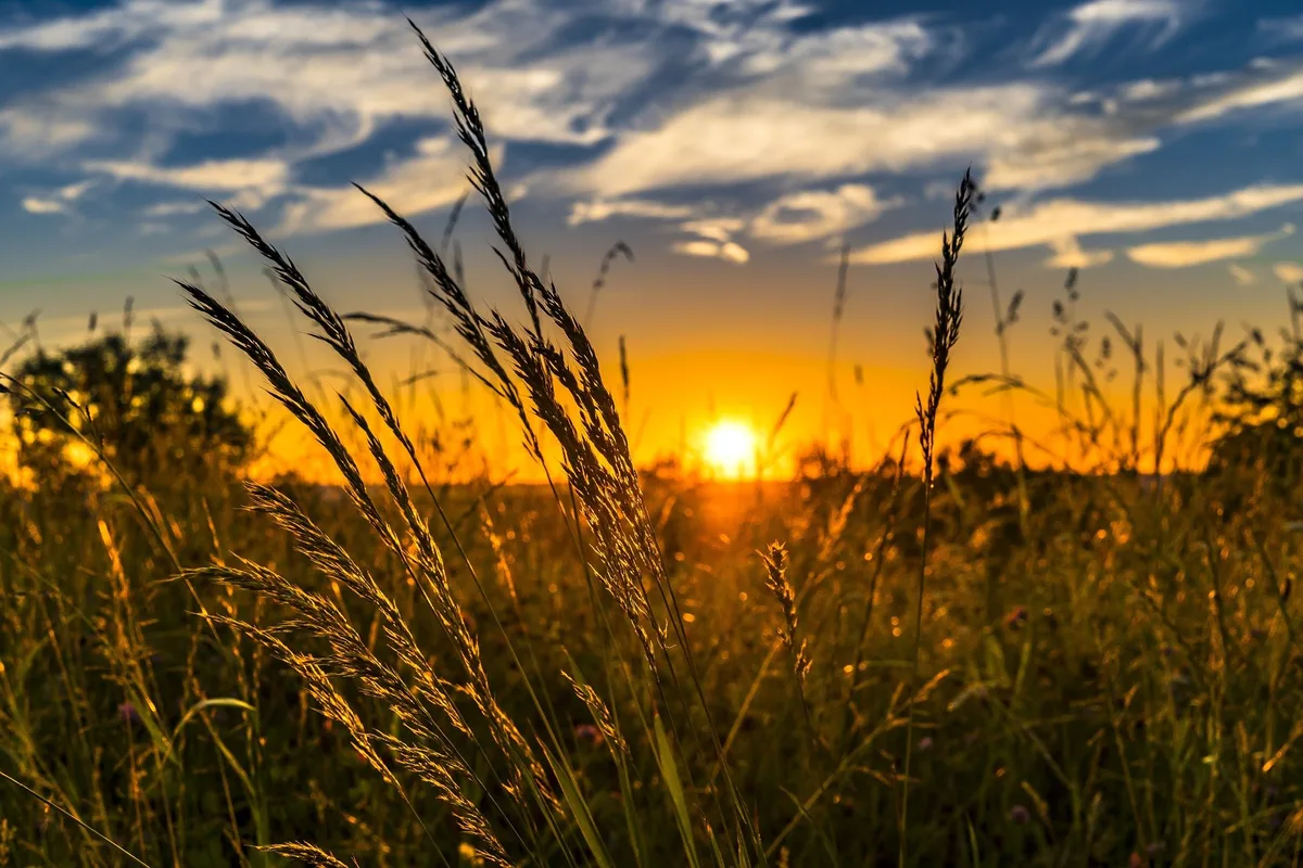 wheat-gee1245415_1920 Der Sommer 2022 war der bisher wärmste in Europa